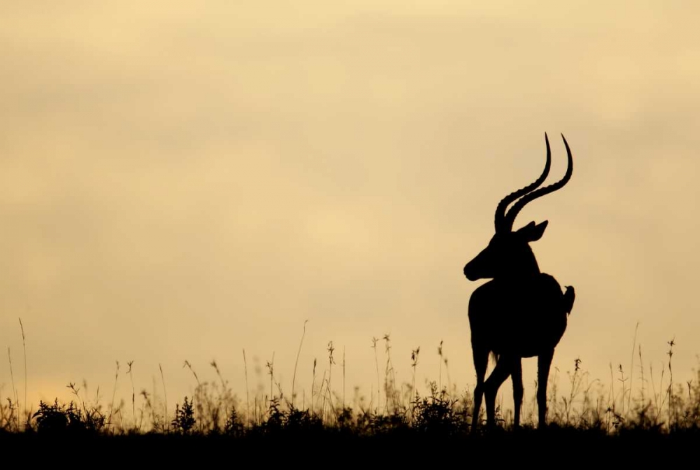 Kenya, Nakuru NP Male impala with oxpecker